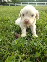 Cavapoo pups , a female Cavapoo for sale in Addison, MI – 6 of 10