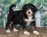 Roxie, a  Bernedoodle for sale in Addison, MI – Photo 3 of 3