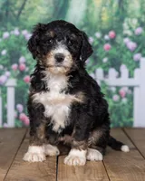 Roxie, a  Bernedoodle for sale in Addison, MI – Photo 1 of 3