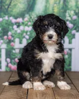 Roxie, a  Bernedoodle for sale in Addison, MI – Photo 2 of 3