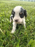 Cavapoo pups , a female Cavapoo for sale in Addison, MI – 8 of 10