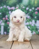 Hank, a male Cavapoo for sale in Addison, MI – 2 of 3