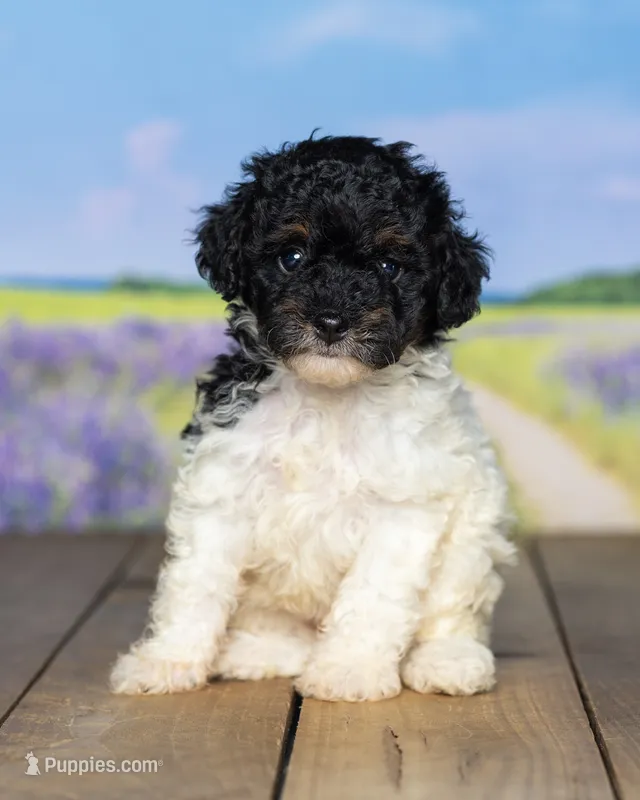 Missy – Poodle - Miniature  puppy for sale in Addison, MI