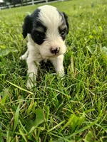 Cavapoo pups , a female Cavapoo for sale in Addison, MI – 4 of 10