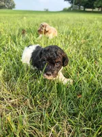 Mini poodle, a male Poodle - Miniature  for sale in Addison, MI – 2 of 10