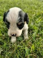 Cavapoo pups , a female Cavapoo for sale in Addison, MI – 7 of 10