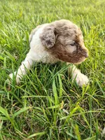 Mini poodle, a male Poodle - Miniature  for sale in Addison, MI – 5 of 10