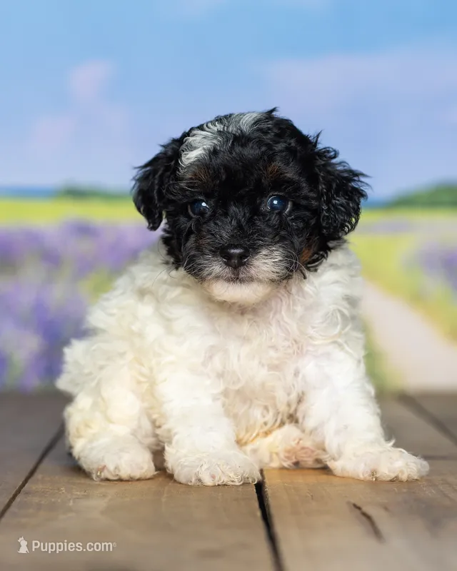 Lucy – Poodle - Miniature  puppy for sale in Addison, MI