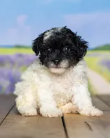 Lucy, a male Poodle - Miniature  for sale in Addison, MI – 1 of 3