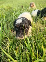 Mini poodle, a male Poodle - Miniature  for sale in Addison, MI – 4 of 10