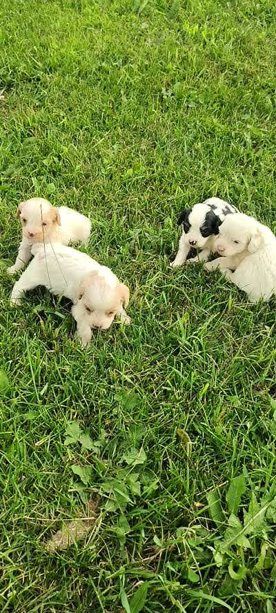 Cavapoo pups , a female Cavapoo for sale in Addison, MI – 10 of 10