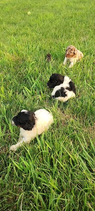 Mini poodle, a male Poodle - Miniature  for sale in Addison, MI – 10 of 10