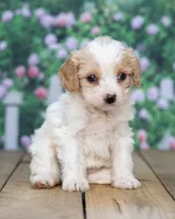 Mabel, a female Cavapoo for sale in Addison, MI – 3 of 8