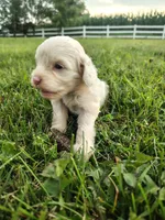 Cavapoo pups , a female Cavapoo for sale in Addison, MI – 5 of 10