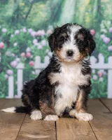 Spot, a  Bernedoodle for sale in Addison, MI – Photo 2 of 3