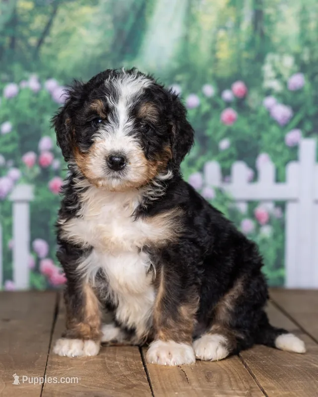 Spot – Bernedoodle puppy for sale in Addison, MI