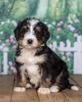 Spot, a  Bernedoodle for sale in Addison, MI – Photo 1 of 3