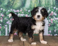 Spot, a  Bernedoodle for sale in Addison, MI – Photo 3 of 3