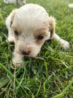 Cavapoo pups , a female Cavapoo for sale in Addison, MI – 3 of 10