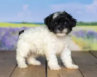 Lucy, a male Poodle - Miniature  for sale in Addison, MI – 2 of 3