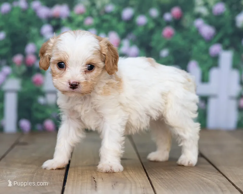 Hazel  – Cavapoo puppy for sale in Addison, MI