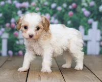Hazel , a female Cavapoo for sale in Addison, MI – 1 of 3