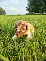 Mini poodle, a male Poodle - Miniature  for sale in Addison, MI – 9 of 10