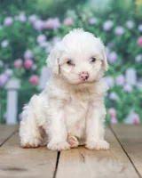 Hank, a male Cavapoo for sale in Addison, MI – 3 of 3