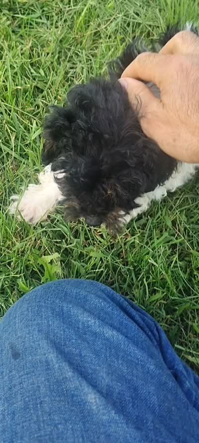 Missy, a female Poodle - Miniature  for sale in Addison, MI – 4 of 4