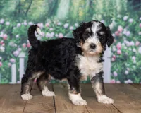 Dillon, a  Bernedoodle for sale in Addison, MI – Photo 2 of 3