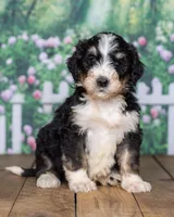 Dillon, a  Bernedoodle for sale in Addison, MI – Photo 3 of 3