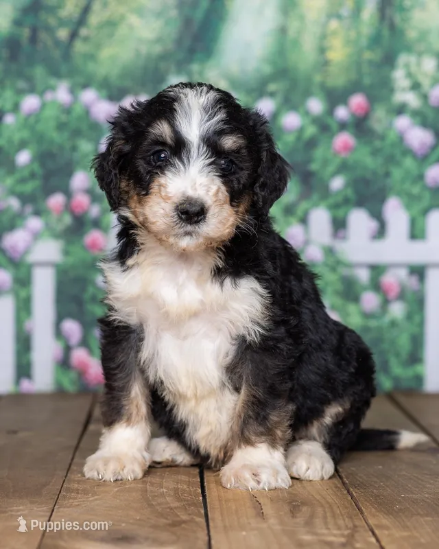 Dillon – Bernedoodle puppy for sale in Addison, MI