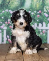 Dillon, a  Bernedoodle for sale in Addison, MI – Photo 1 of 3