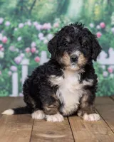 Lee, a  Bernedoodle for sale in Addison, MI – Photo 2 of 3