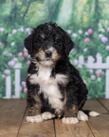 Lee, a  Bernedoodle for sale in Addison, MI – Photo 3 of 3