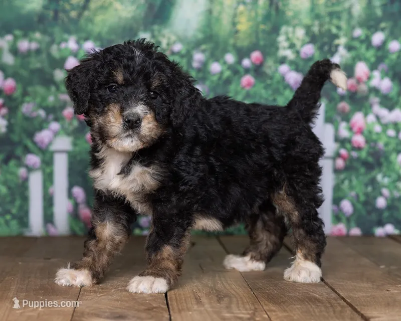 Lee – Bernedoodle puppy for sale in Addison, MI