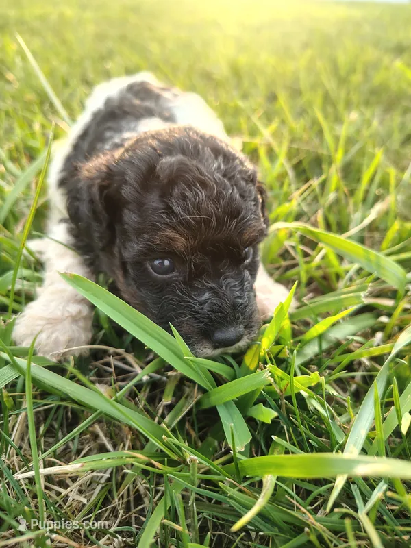 Mini poodle – Poodle - Miniature  puppy for sale in Addison, MI