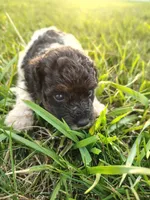 Mini poodle, a male Poodle - Miniature  for sale in Addison, MI – 7 of 10