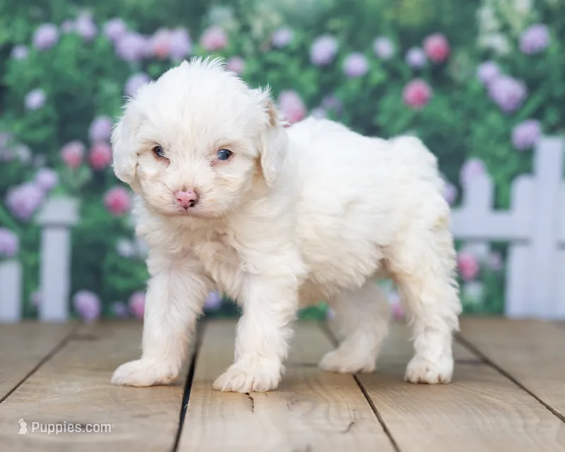 Hank – Cavapoo puppy for sale in Addison, MI