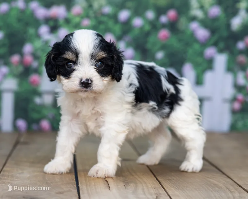 Dori – Cavapoo puppy for sale in Addison, MI