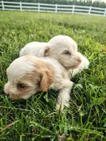 Cavapoo pups , a female Cavapoo for sale in Addison, MI – 2 of 10