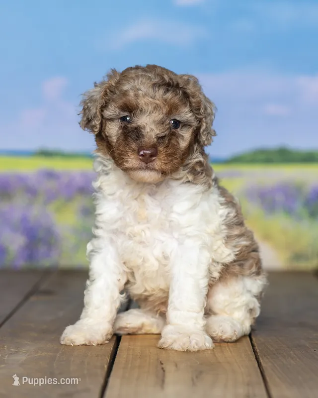 Melvin – Poodle - Miniature  puppy for sale in Addison, MI