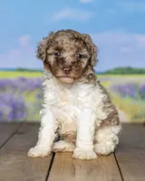Melvin, a male Poodle - Miniature  for sale in Addison, MI – 3 of 6