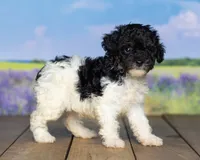 Missy, a male Poodle - Miniature  for sale in Addison, MI – 3 of 3
