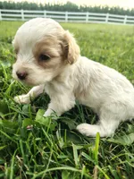 Cavapoo pups , a female Cavapoo for sale in Addison, MI – 9 of 10