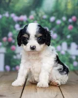 Dori, a female Cavapoo for sale in Addison, MI – 2 of 3