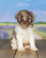 Melvin, a male Poodle - Miniature  for sale in Addison, MI – 2 of 6