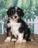 Kody, a  Bernedoodle for sale in Addison, MI – Photo 2 of 3