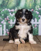 Kody, a  Bernedoodle for sale in Addison, MI – Photo 3 of 3