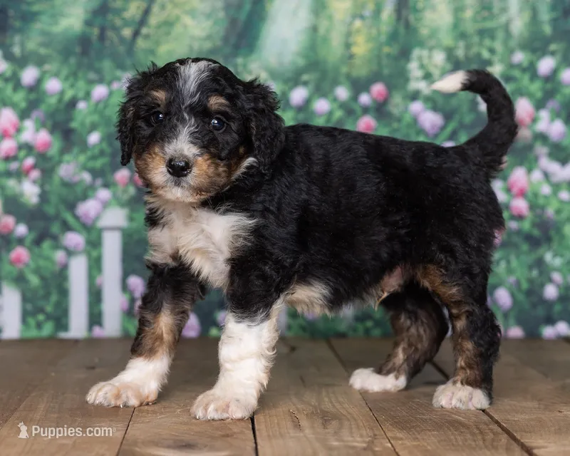 Kody – Bernedoodle puppy for sale in Addison, MI